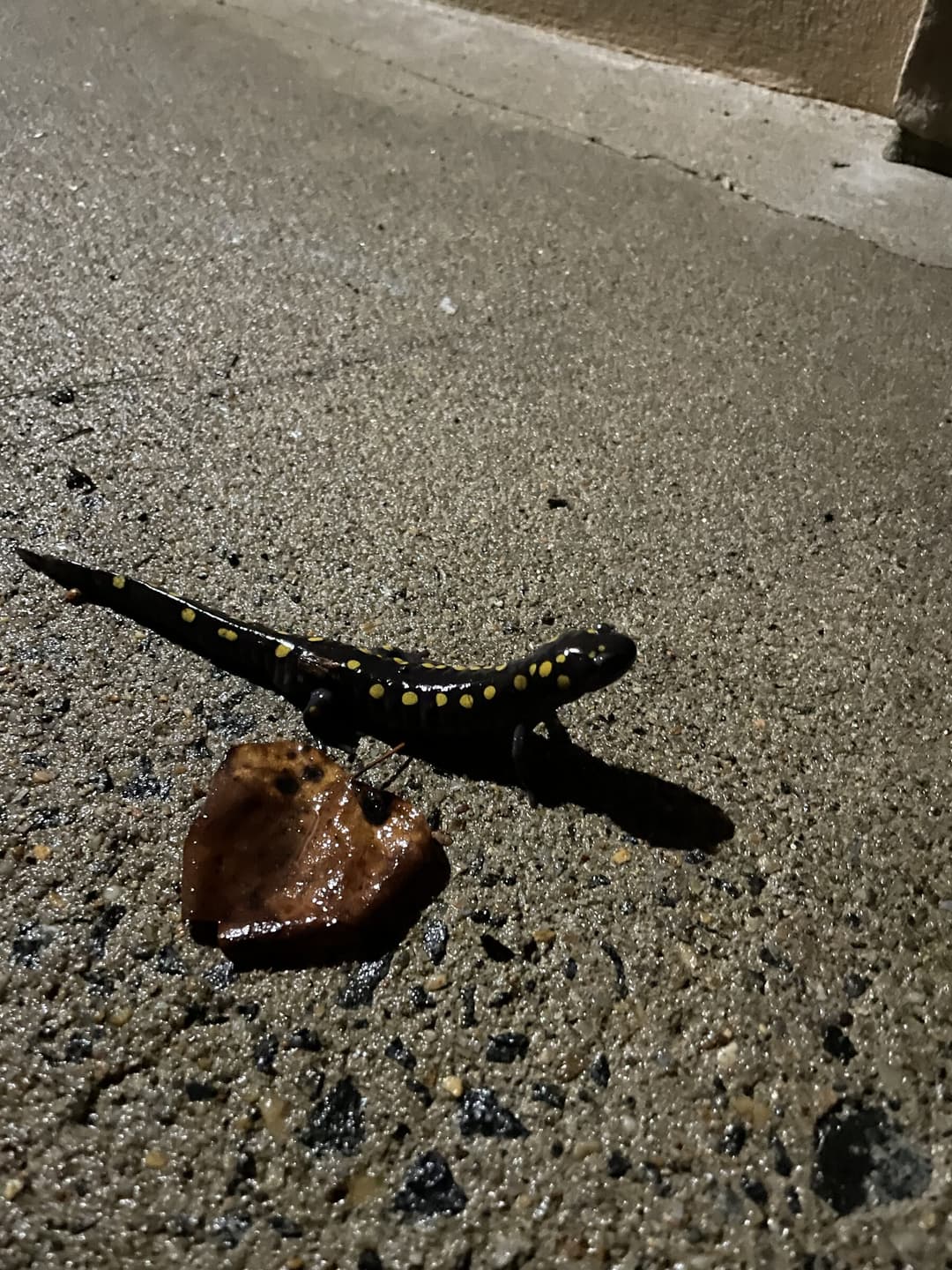 A spotted salamander crossing wet asphalt at night.
