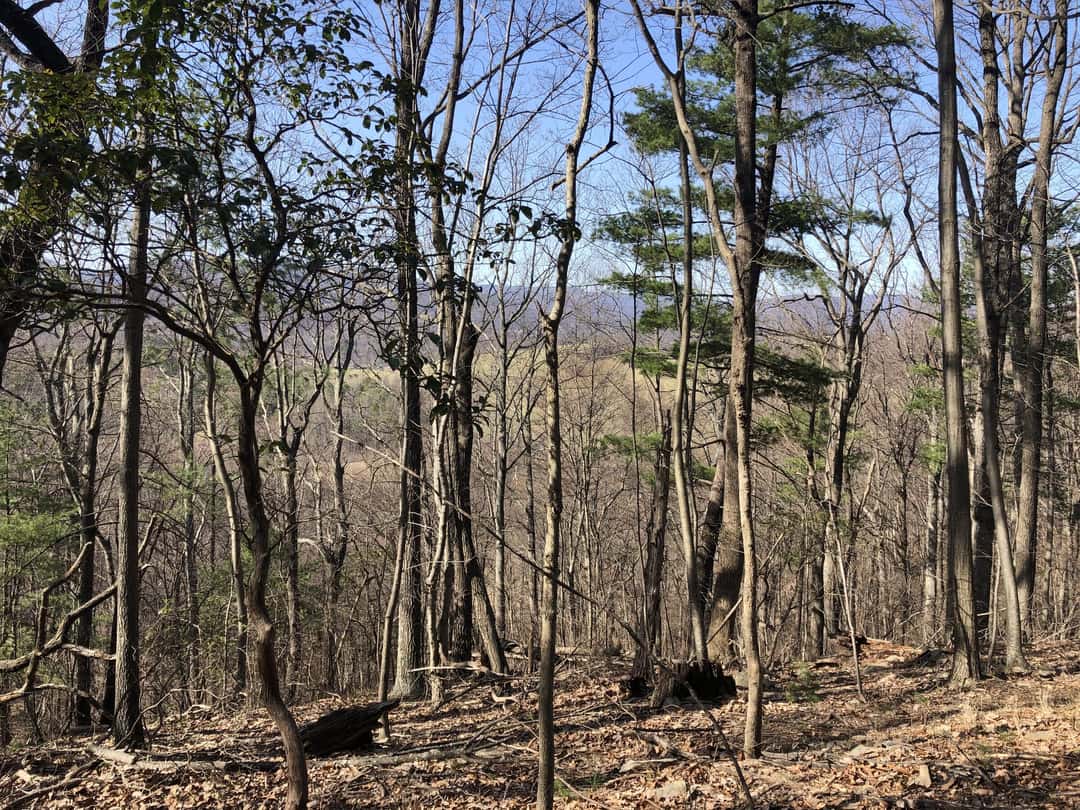 Open hardwood forest on a slope, bare trunks against a clear sky.
