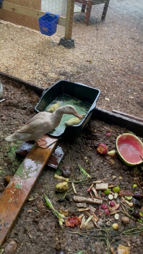 A duck standing on a wet plank beside a tub of water with two ducklings in it, vegetable scraps scattered over the wet ground.